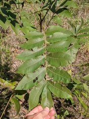 Carya illinoinensis