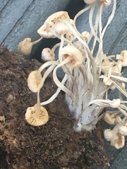 Marasmius