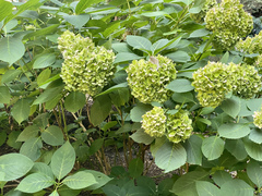 Hydrangea