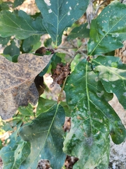 Callirhytis seminator
