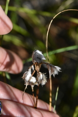 Eriophorum angustifolium