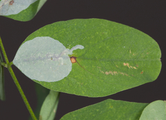 Macrosaccus robiniella