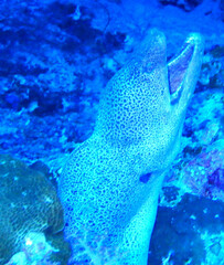 Gymnothorax javanicus