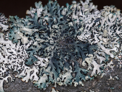 Hypogymnia physodes
