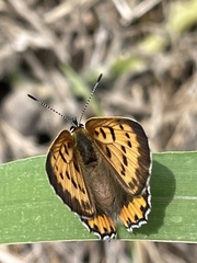 Tharsalea hyllus
