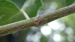 Dicranopalpus ramosus