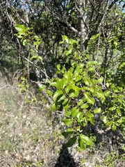Zanthoxylum