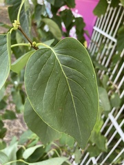 Syringa