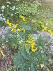 Solidago ulmifolia