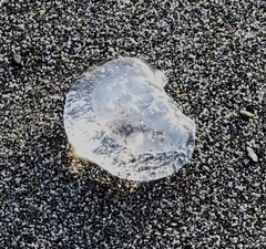 Aequorea victoria