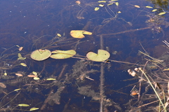 Nymphaea candida