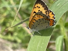 Tharsalea hyllus