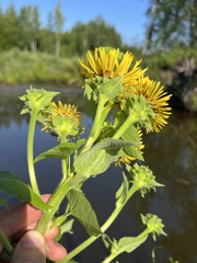 Inula helenium