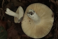 Clitocybe odora
