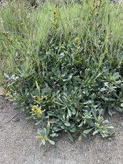 Solidago spathulata