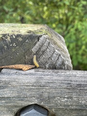 Macremphytus testaceus