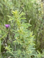 Chamaecytisus ruthenicus