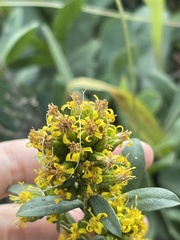 Solidago spathulata