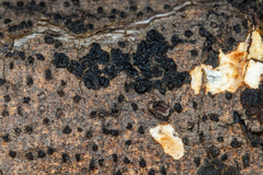 Exidia glandulosa