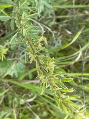 Chamaecytisus ruthenicus