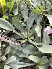 Solidago spathulata