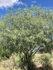 Prosopis velutina