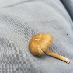 Cystoderma amianthinum