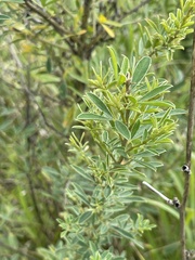 Chamaecytisus ruthenicus
