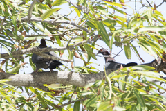 Patagioenas squamosa