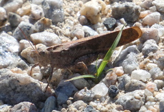 Dissosteira carolina