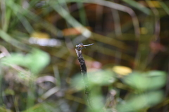 Brachydiplax chalybea