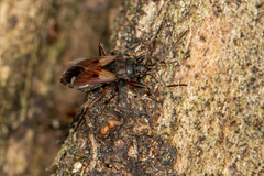 Eremocoris abietis