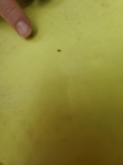 Salticidae