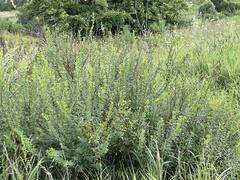 Chamaecytisus ruthenicus