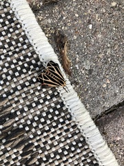 Apantesis parthenice