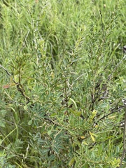Chamaecytisus ruthenicus