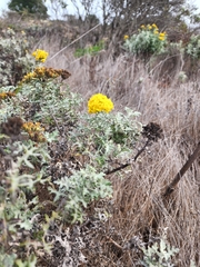 Eriophyllum staechadifolium