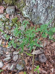 Muhlenbergia schreberi