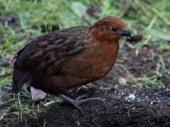 Odontophorus hyperythrus