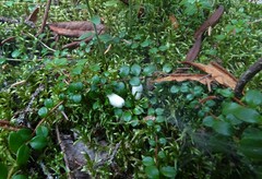 Gaultheria hispidula