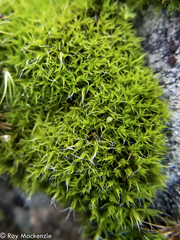 Grimmia