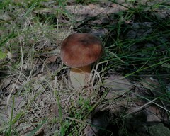 Boletus reticulatus