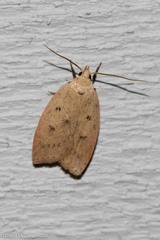 Machimia tentoriferella