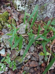 Muhlenbergia schreberi