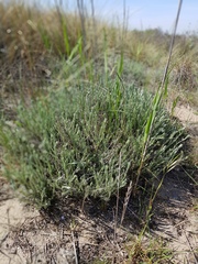 Helichrysum stoechas stoechas