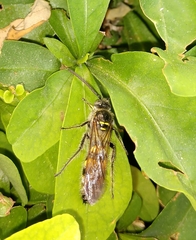 Campsomerinae