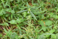 Phyllanthus