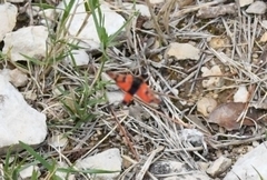 Zygaena fausta