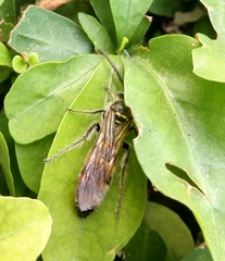 Campsomerinae