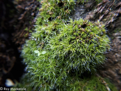 Grimmia